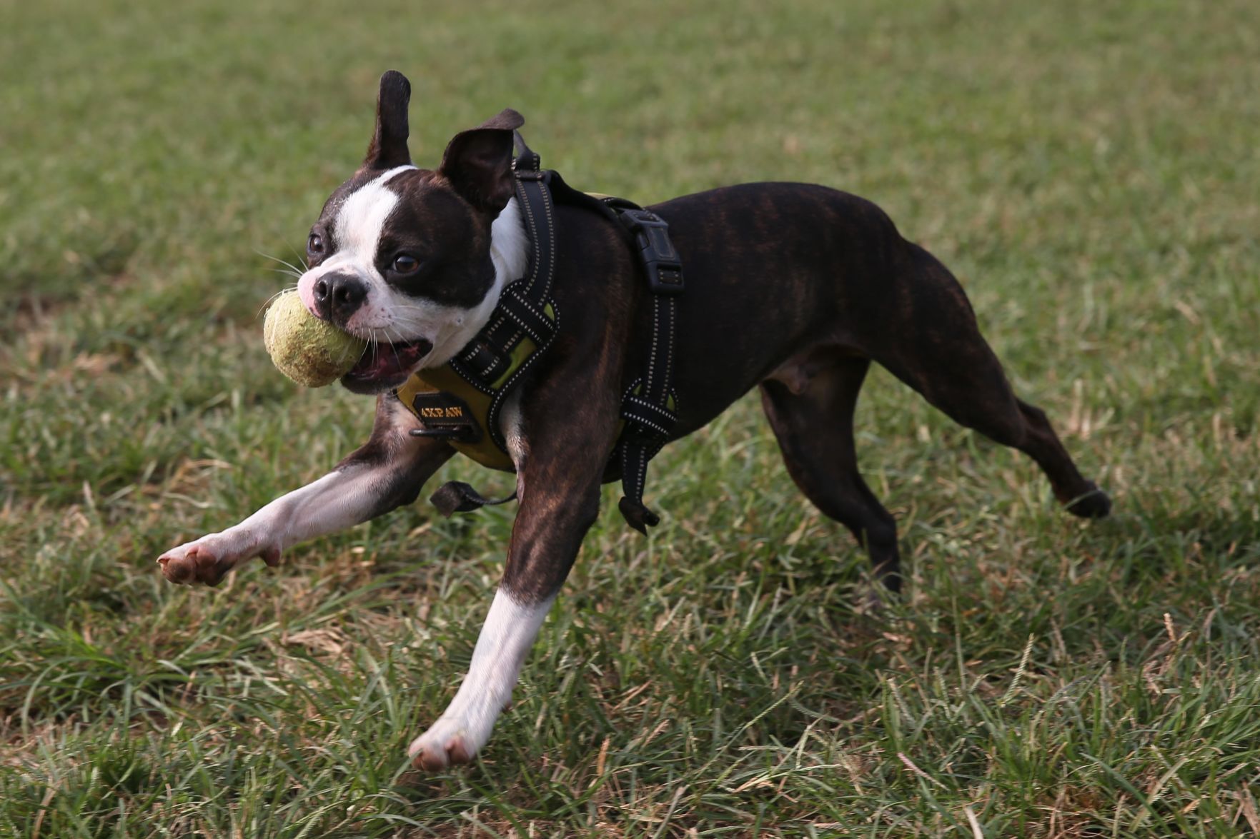 202009015_cdp_news_ dog park212.JPG